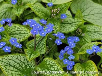 Brunnera 'Sterling Silver'