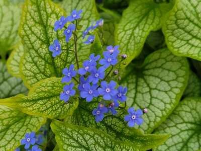 Brunnera m. 'Alexander's Great' - Image 2