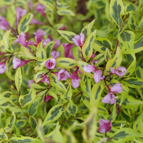 Bubbly Wine® Weigela (Weigela bubbly 'Wine') - 1 gallon