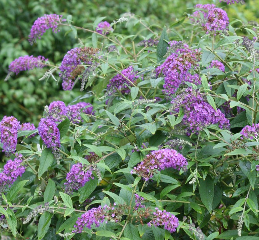Buddleia Lo & Behold® 'Purple Haze' - Image 2