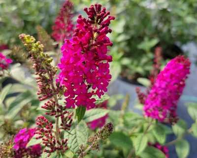 Buddleia 'Miss Molly' - Image 2