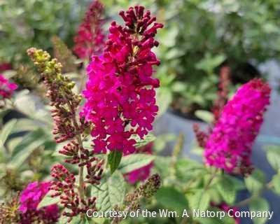 Buddleia 'Miss Molly'