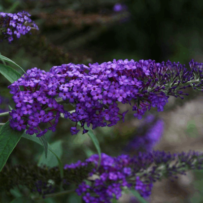 Buddleia 'Monarch® Blue Knight'