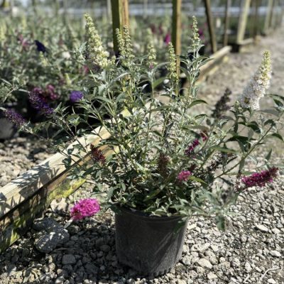 Buddleia Perfecta Trifecta (Buddleia davidii BUZZ series ‘Sky Blue’, ‘Hot Raspberry’, “ivory’) - 1 gallon