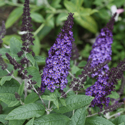 Buddleia Pugster Blue®