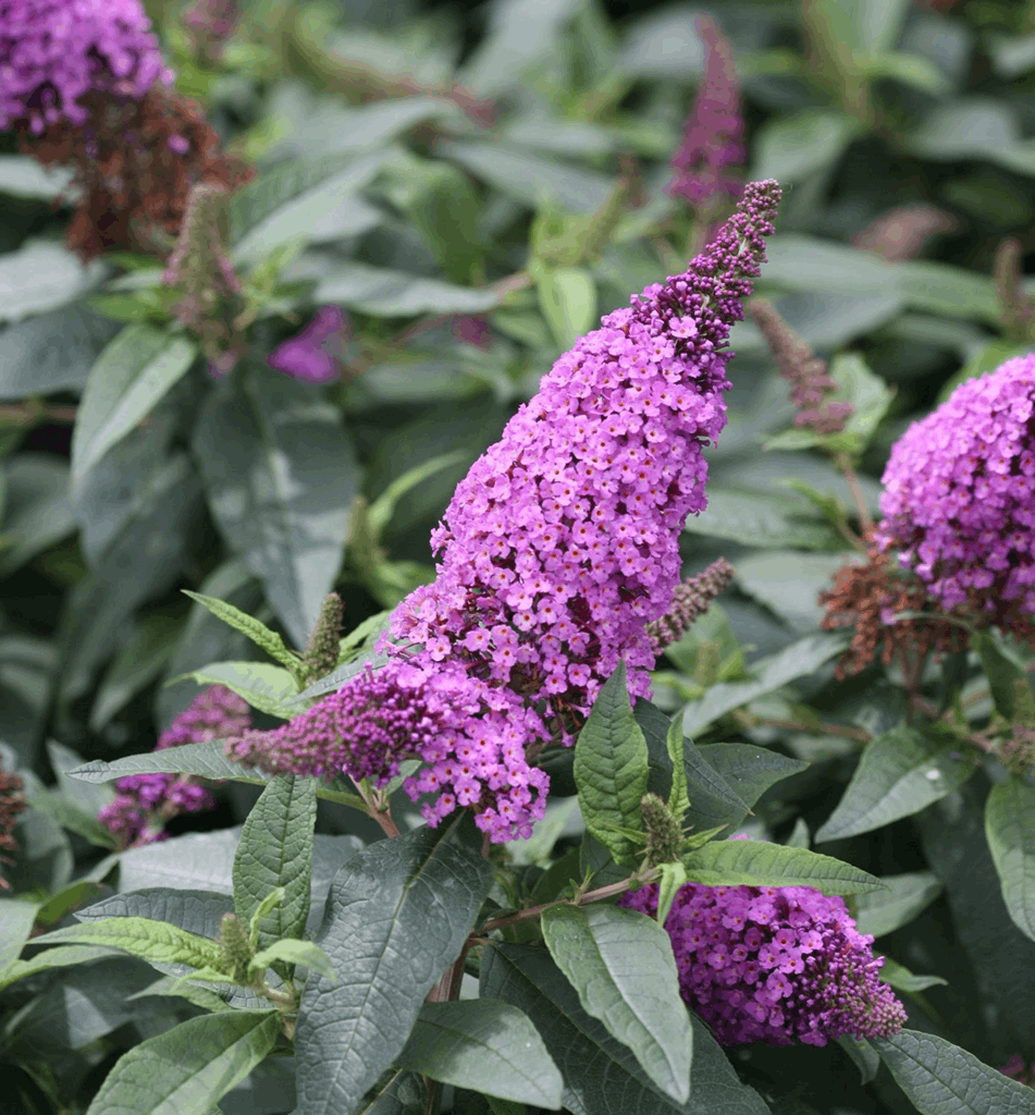 Buddleia Pugster Periwinkle® - Image 2