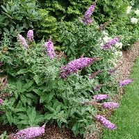 Buddleia Pugster Pinker® - Image 2