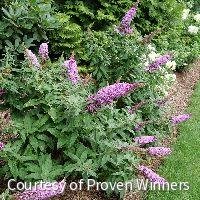 Buddleia Pugster Pinker®