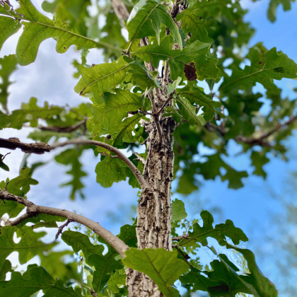 Bur Oak