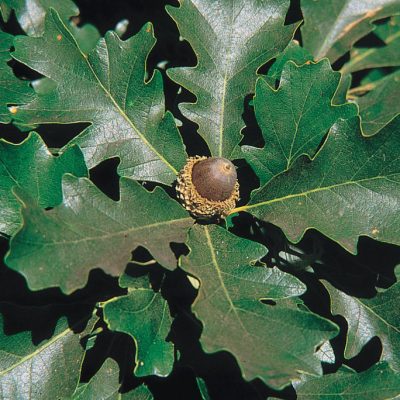 Bur Oak (Quercus macrocarpa) - 3 gallon 36-48"