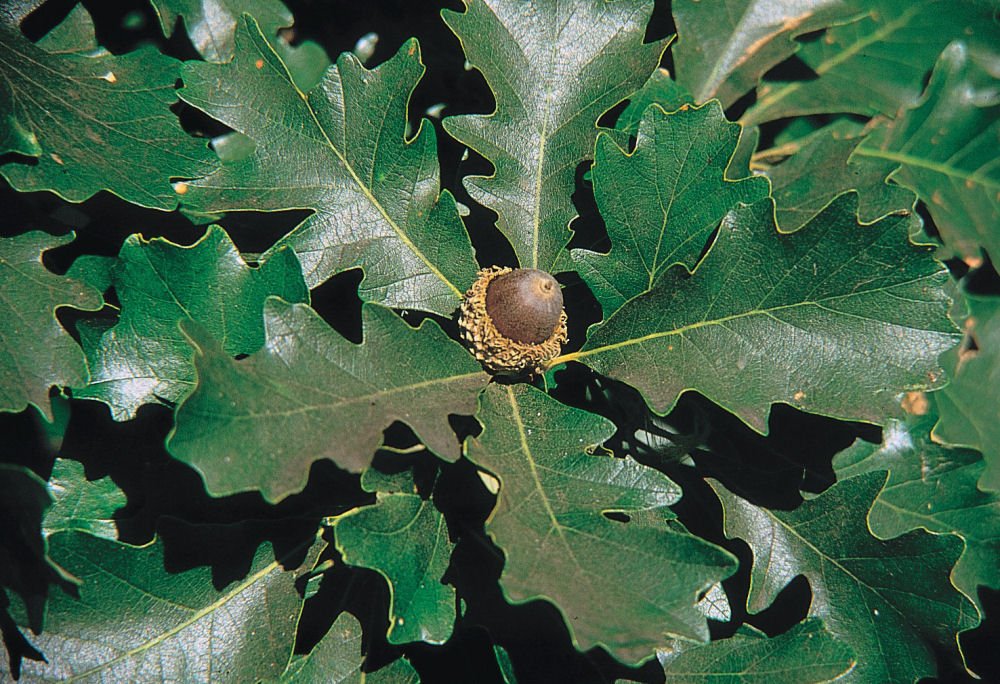 Bur Oak (Quercus macrocarpa) - 3 gallon 36-48"