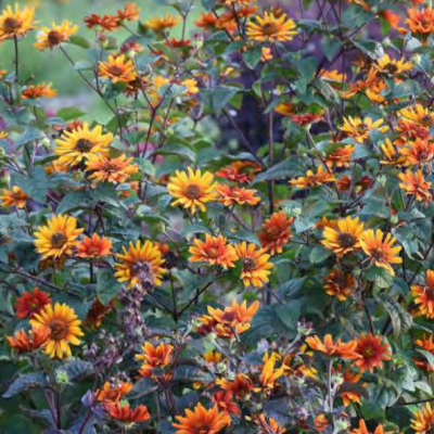 False Sunflower (Heliopsis helianthoides 'Burning Hearts') - 1 gallon