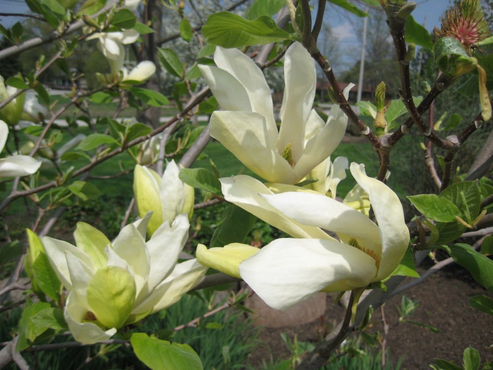 Butterflies Magnolia (Magnolia x 'Butterflies') - 1 gallon 6' TREE