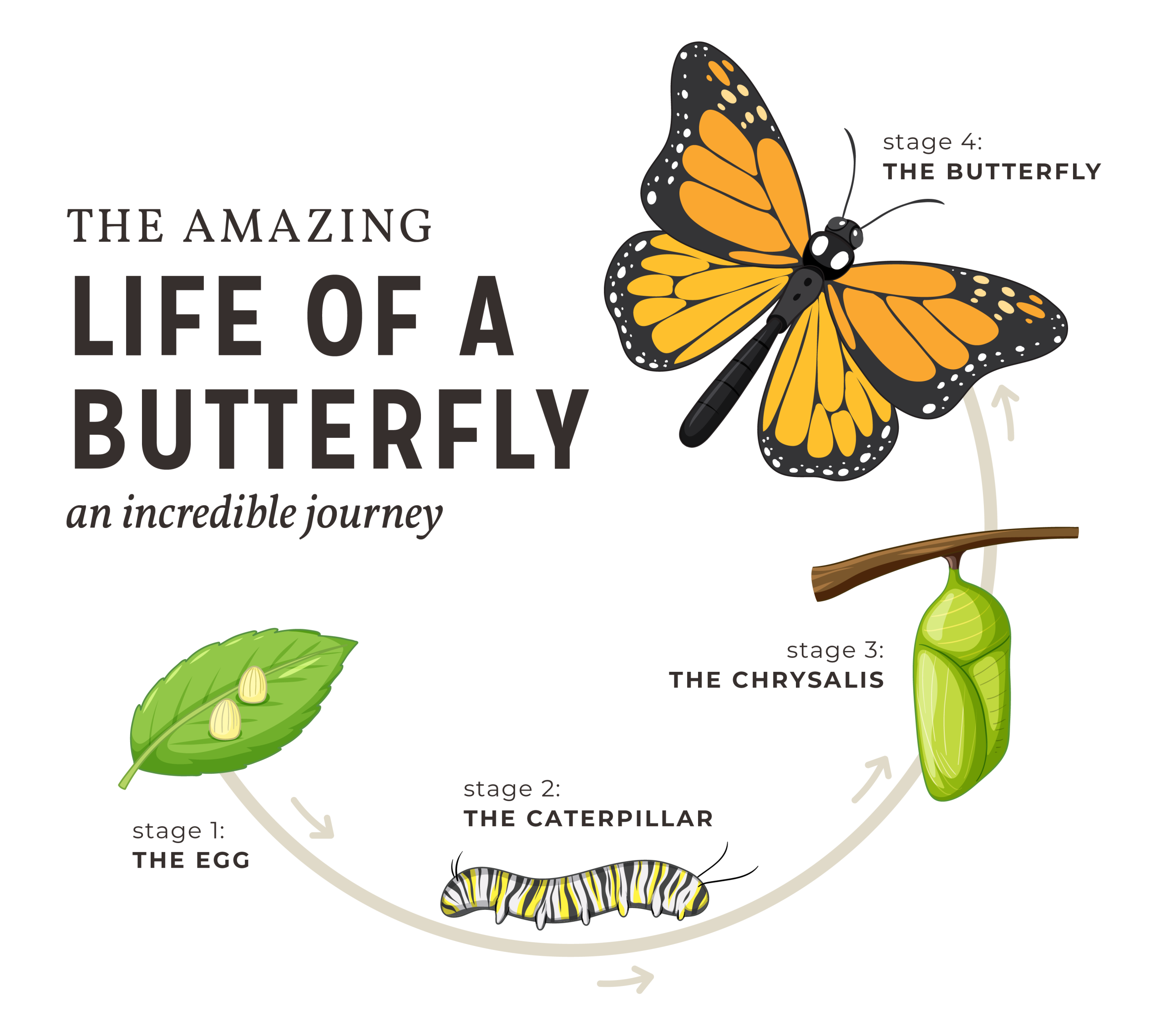 The Life of a Butterfly