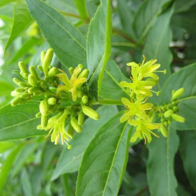 Butterfly Bush Honeysuckle (Diervilla sessilifolia 'Butterfly') - 3 gallon 12"