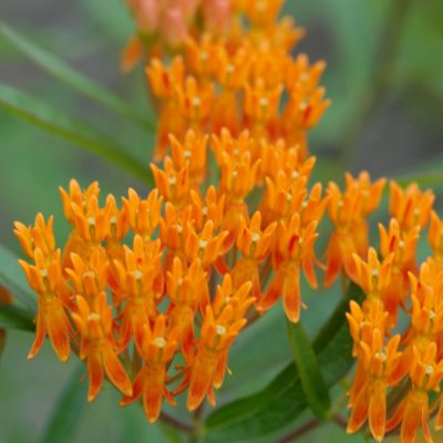 Butterfly Weed (Asclepias tuberosa) - QT