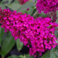 Buzz® Hot Raspberry Butterfly Bush (Buddleia 'Buzz Hot Raspberry') - QT - Image 2