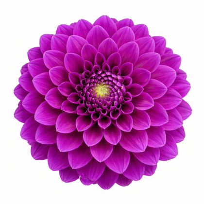 Royal Purple