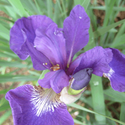 Caesar's Brother Siberian Iris (Iris siberica 'Caesar's Brother') - 1 gallon