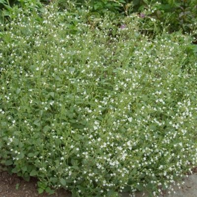 Calamint (Calamintha 'Ssp Nepeta') - 1 gallon