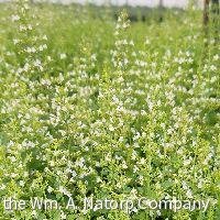 Calamintha nepeta ssp. Nepeta (Calamint)