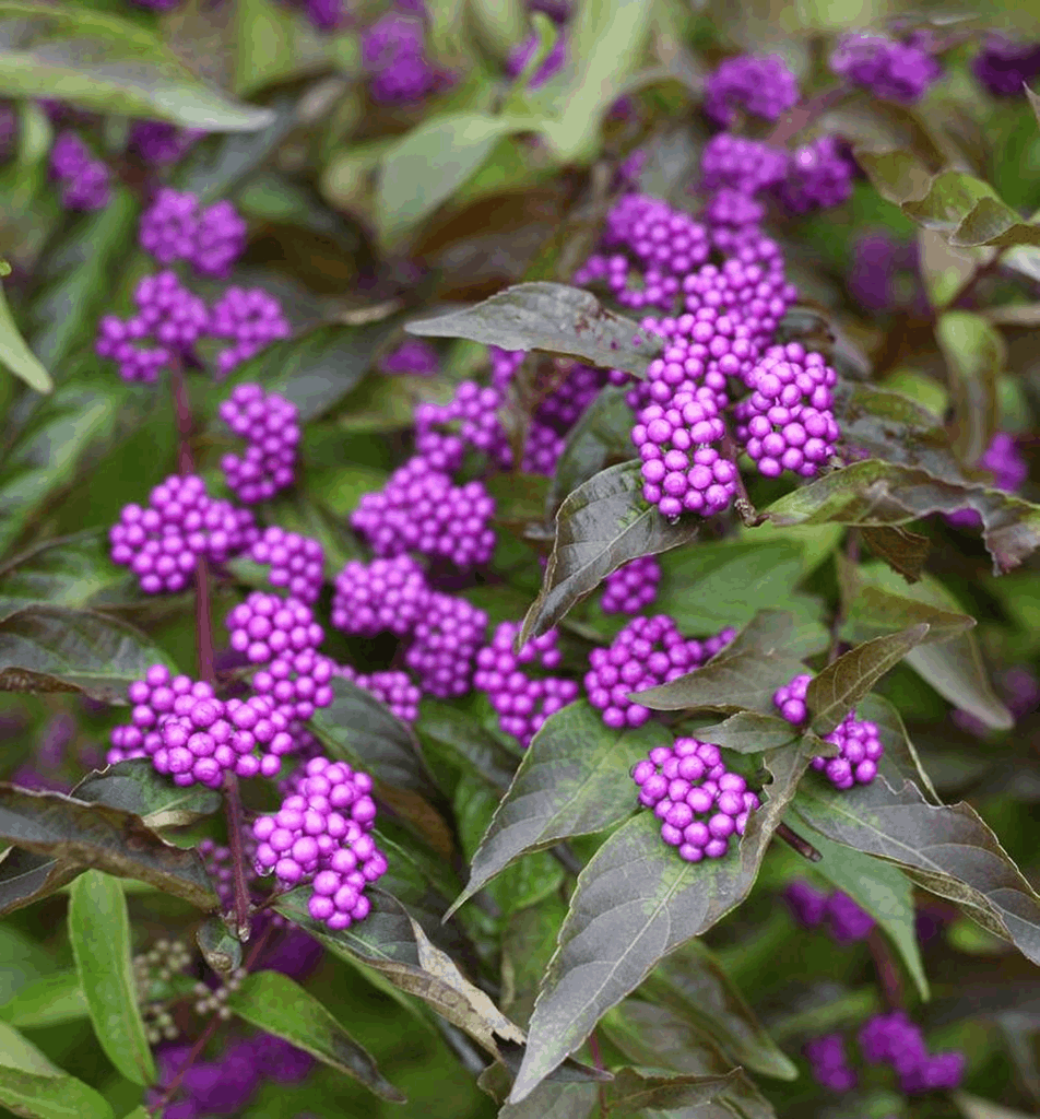 Callicarpa d. 'Early Amethyst' - Image 2