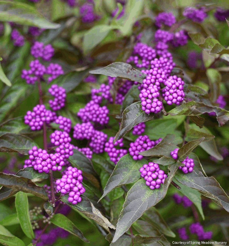 Callicarpa d. 'Early Amethyst'