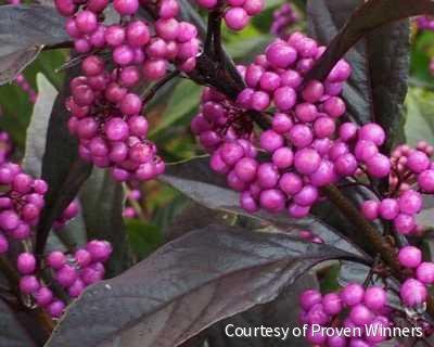 Callicarpa x Pearl Glam®