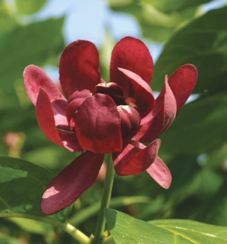 Calycanthus 'Aphrodite' - Image 2