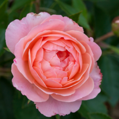 Calypso Rose (Rosa E.E 'Calypso') - 2 gallon