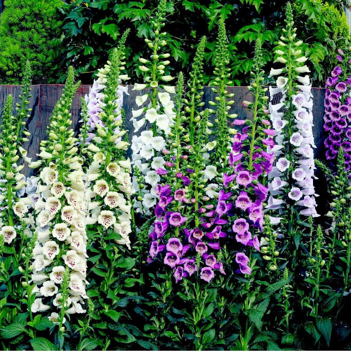 Camelot Lavender Foxglove (Digitalis x 'Camelot Lavender') - 1 gallon