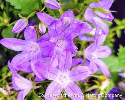Campanula p. 'Blue Waterfall'