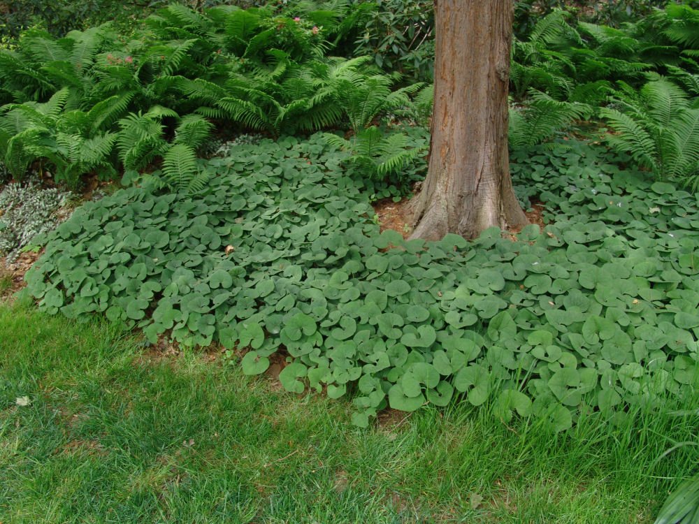 Canada Wild Ginger (Asarum canadense) - 1 gallon