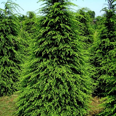 Canadian Hemlock (Tsuga canadensis) - 1 gallon 8-10"