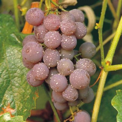 Canadice Grape (Vitis canadice 'Canadice') - 1 gallon