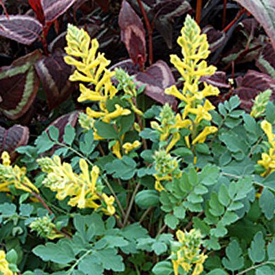 Canary Feathers® Fumewort (Corydalis canary 'Canary Feathers') - 1 gallon