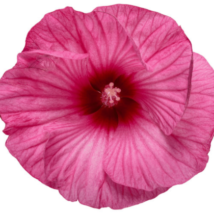 Candy Crush Hibiscus