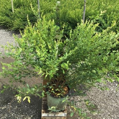 Candy Girl Bush Clover (Lespedeza candy 'Girl') - 3 gallon 15"