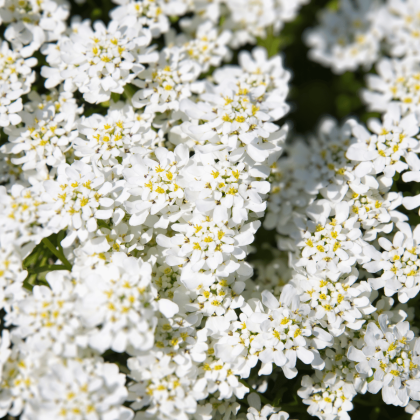 Candytuft