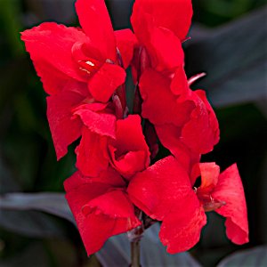 Cannova® Bronze Scarlet Canna (Canna cannova 'Bronze Scarlet') - 1 gallon