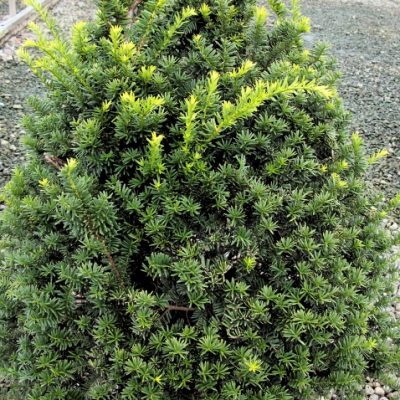 Captain™ Pyramidal Yew (Taxus cuspidata 'Captain') - 3 gallon 36"