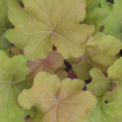 Caramel Coral Bells (Heuchera caramel 'Caramel') - 1 gallon