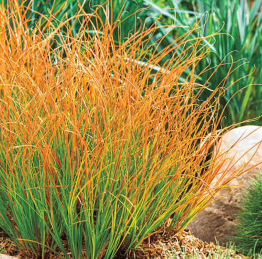 Carex Prairie Fire (Carex 'Carex Prairie Fire') - 1 gallon