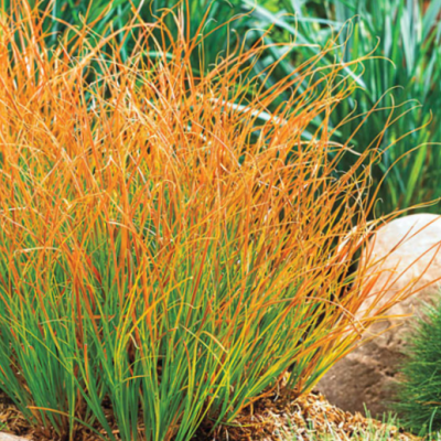 Carex Prairie Fire (Carex 'Carex Prairie Fire') - 1 gallon