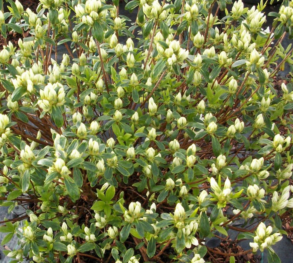 Cascade Azalea (Azalea x 'Cascade') - 1 gallon