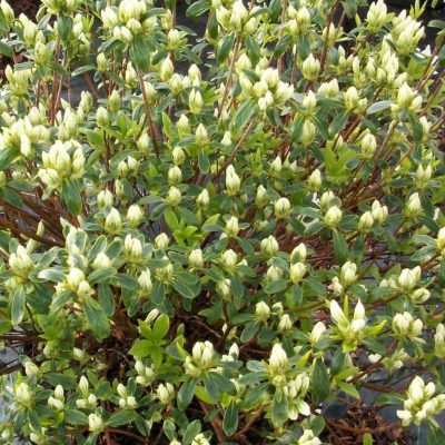 Cascade Azalea (Azalea x 'Cascade') - 1 gallon