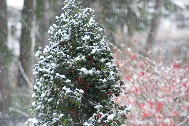 Castle Spire® Blue Holly (Ilex x meserveae 'Castle Spire') - 3 gallon