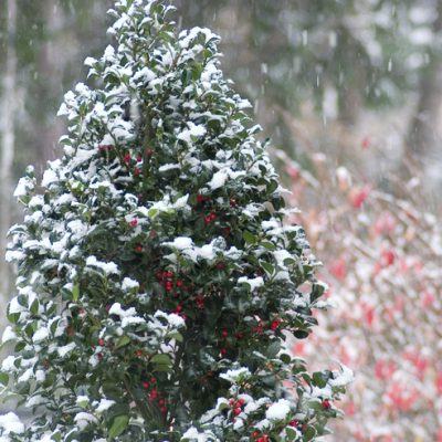 Castle Spire® Blue Holly (Ilex x meserveae 'Castle Spire') - QT