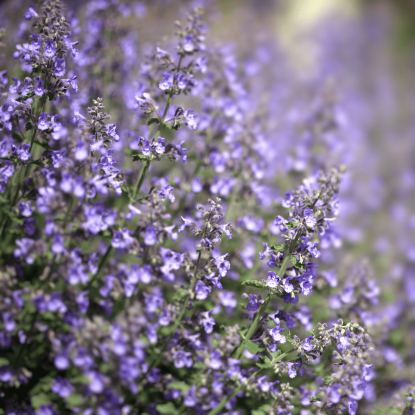Catmint