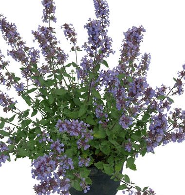Cat’s Meow Catmint (Nepeta F 'Cats Meow') - QT